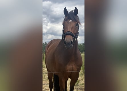 KWPN, Klacz, 7 lat, 168 cm, Gniada