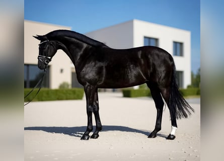 KWPN, Klacz, 7 lat, 168 cm, Kara