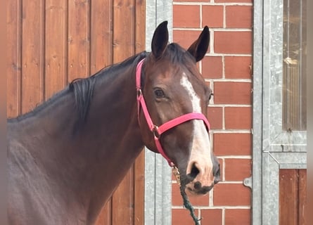 KWPN, Klacz, 7 lat, 169 cm, Ciemnogniada