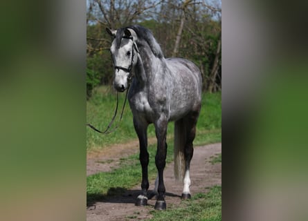 KWPN, Klacz, 7 lat, 169 cm, Siwa