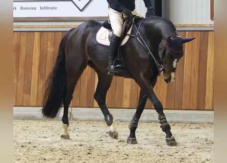 KWPN Mix, Klacz, 7 lat, 170 cm, Ciemnogniada