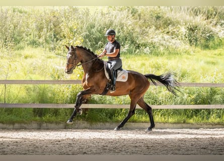 KWPN, Klacz, 7 lat, 170 cm, Ciemnogniada