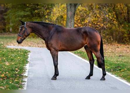 KWPN, Klacz, 7 lat, 170 cm, Ciemnokasztanowata