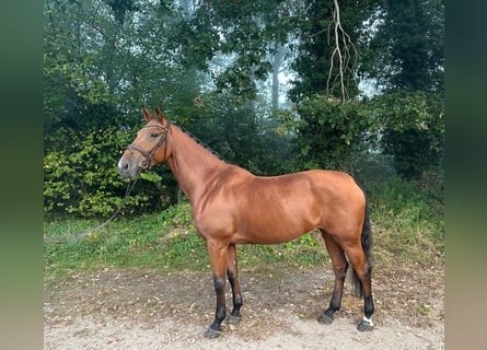KWPN, Klacz, 7 lat, 170 cm, Gniada
