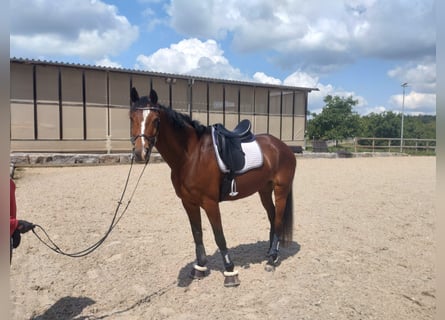 KWPN, Klacz, 7 lat, 172 cm, Gniada