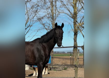 KWPN, Klacz, 7 lat, 172 cm, Kara
