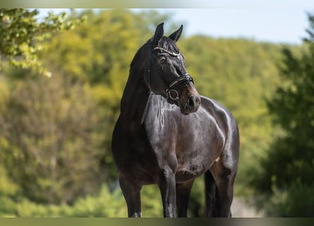 KWPN, Klacz, 7 lat, 173 cm, Ciemnogniada