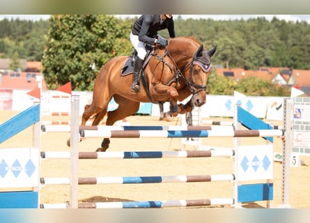 KWPN, Klacz, 7 lat, 173 cm, Kasztanowata
