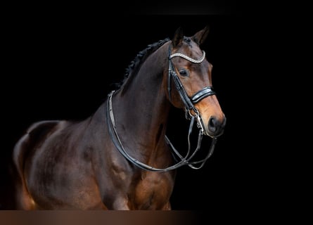KWPN, Klacz, 8 lat, 165 cm, Gniada