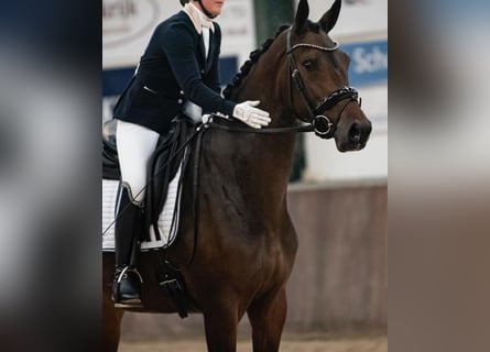 KWPN, Klacz, 8 lat, 166 cm, Ciemnogniada