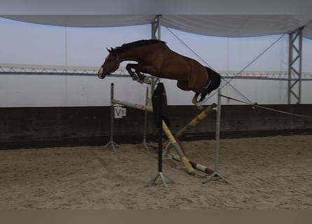KWPN, Klacz, 8 lat, 166 cm, Gniada
