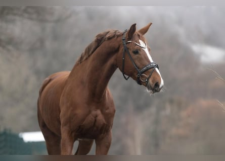 KWPN, Klacz, 8 lat, 166 cm, Kasztanowata