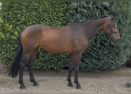 KWPN, Klacz, 8 lat, 167 cm, Ciemnogniada