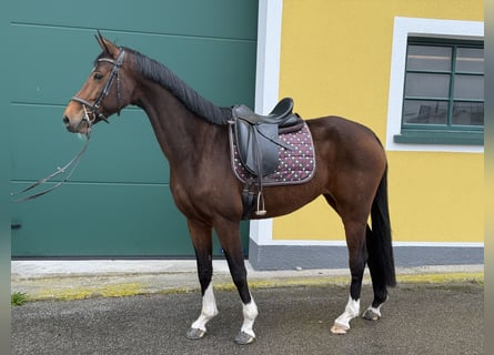 KWPN, Klacz, 8 lat, 168 cm, Ciemnogniada