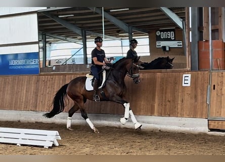 KWPN, Klacz, 8 lat, 172 cm, Ciemnogniada