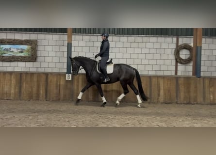 KWPN, Klacz, 8 lat, 172 cm, Kara