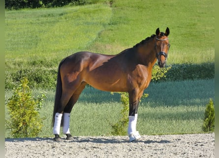 KWPN, Klacz, 9 lat, 163 cm, Gniada