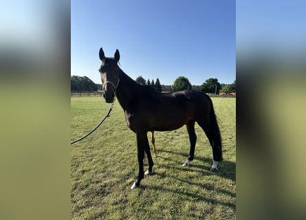 KWPN, Klacz, 9 lat, 168 cm, Gniada