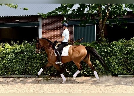 KWPN, Klacz, 9 lat, 172 cm, Gniada