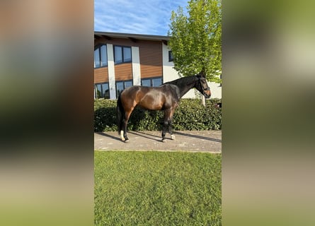 KWPN, Klacz, 9 lat, 173 cm, Ciemnogniada
