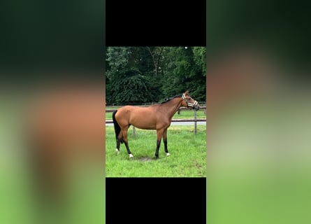 KWPN, Mare, 10 years, 16,1 hh, Brown