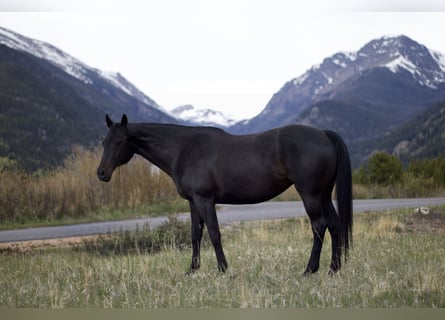 KWPN, Mare, 10 years, 16.2 hh, Black