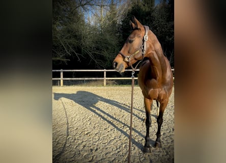 KWPN, Mare, 10 years, 16,2 hh, Brown