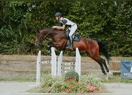 KWPN, Mare, 10 years, 16.2 hh, Brown
