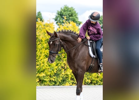 KWPN, Mare, 10 years, 16.2 hh, Chestnut-Red