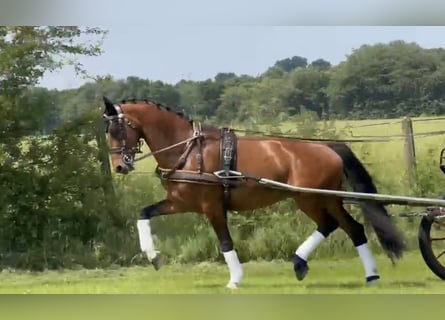 KWPN, Mare, 10 years, 16 hh, Brown