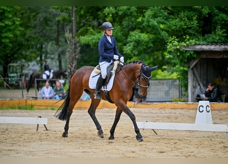 KWPN, Mare, 10 years, 16 hh, Brown