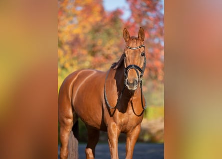 KWPN, Mare, 10 years, 16 hh, Chestnut-Red