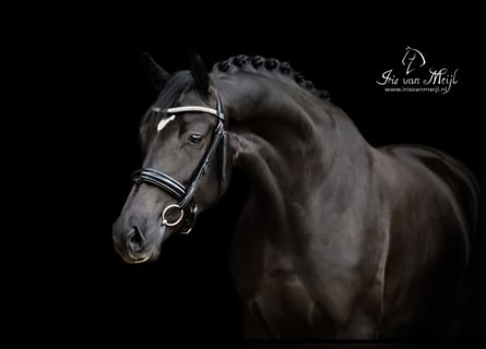KWPN, Mare, 10 years, 16,1 hh, Black