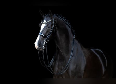 KWPN, Mare, 10 years, 16,1 hh, Black