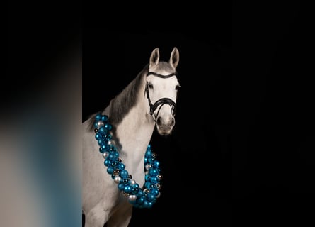 KWPN, Mare, 10 years, 16,1 hh, Grey-Dapple