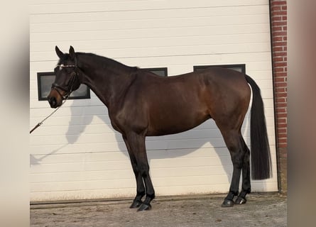 KWPN, Mare, 10 years, 16,2 hh, Brown