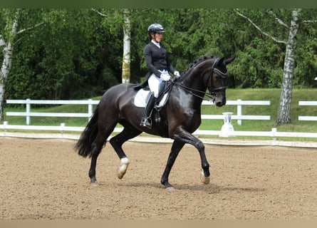 KWPN, Mare, 10 years, 17 hh, Black