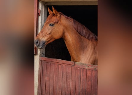 KWPN, Mare, 10 years, 17 hh, Chestnut
