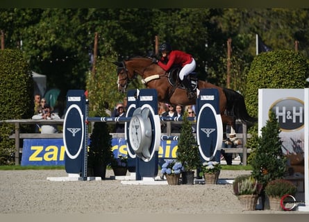 KWPN, Mare, 10 years, Brown-Light