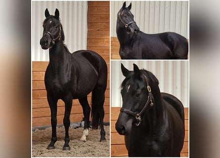 KWPN, Mare, 10 years