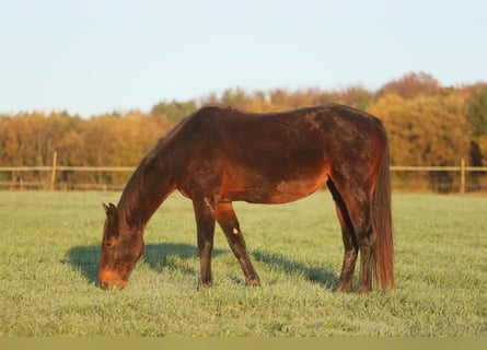 KWPN, Mare, 10 years, Smoky-Black