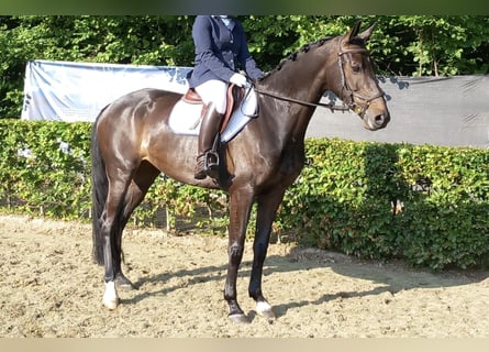 KWPN, Mare, 11 years, 15,2 hh, Bay-Dark