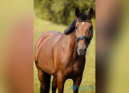 KWPN, Stute, 11 Jahre, 16,1 hh, Brauner