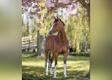 KWPN, Mare, 11 years, 16.1 hh, Brown