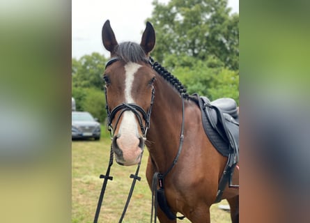 KWPN, Mare, 11 years, 16.1 hh, Brown