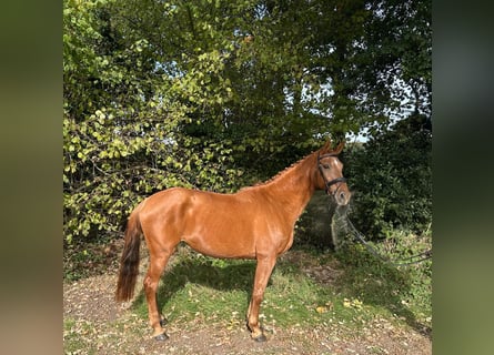 KWPN, Mare, 11 years, 16.1 hh, Chestnut-Red