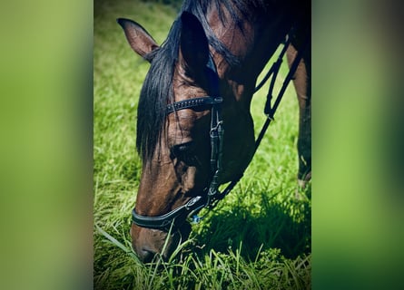 KWPN, Mare, 11 years, 16 hh