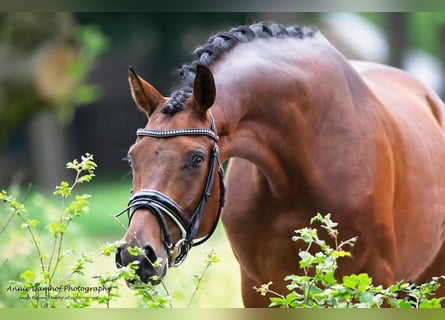 KWPN, Mare, 11 years, 16,1 hh, Brown