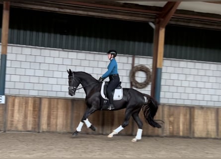 KWPN, Mare, 11 years, 16,2 hh, Black