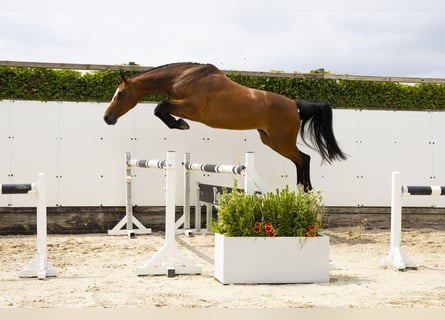 KWPN, Mare, 11 years, 16,2 hh, Brown